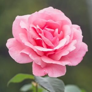 Meet your Posher, Sharyn